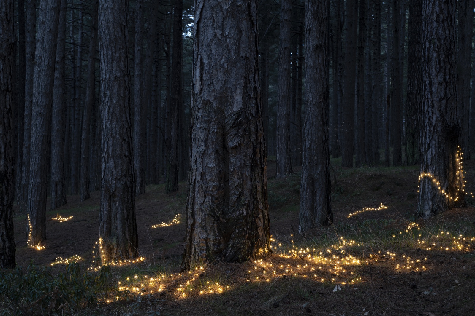 Fireflies, 2020