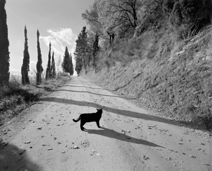 Le chat noir, 2010