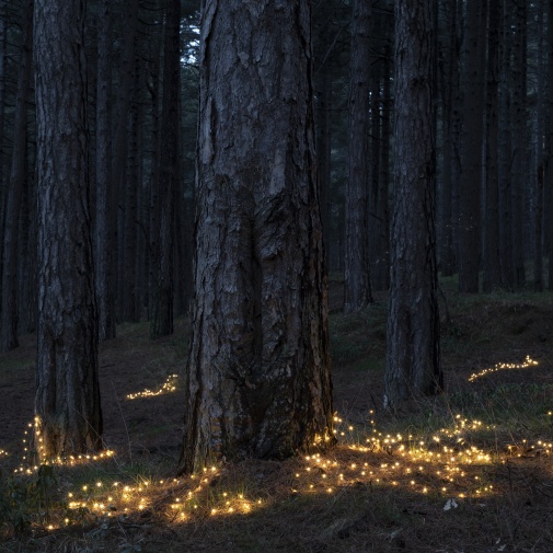Fireflies, 2020