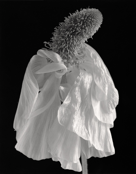 Madame fleur, 2004